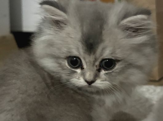 2 Aylık Bebek British Longhair görsel