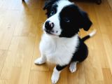 Yavru Border Collie