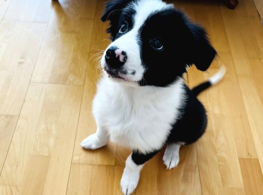 Yavru Border Collie görsel