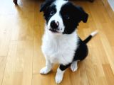 Yavru Border Collie