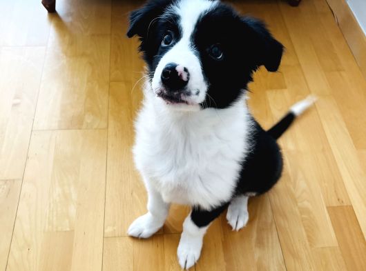 Yavru Border Collie