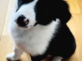 Yavru Border Collie