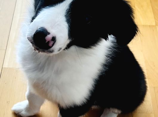 Yavru Border Collie görsel
