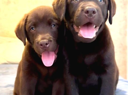 LABRADOR RETRIEVER YAVRULARI ISTANBUL