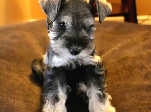 Schnauzer Yavrulari