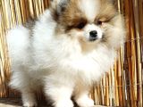 Pomerian boo partycolours