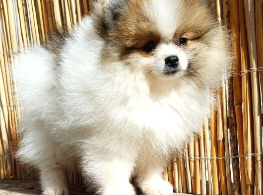 Pomerian Boo Partycolours