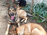 5 Aylık Dişi Yavru Ücretsiz