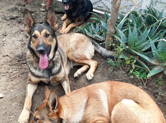 5 Aylık Dişi Yavru Ücretsiz görsel