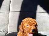 Toy Poodle Yavrular İstanbul Esenler
