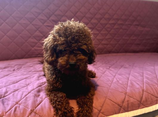 Toy Poodle Yavrular İstanbul Esenler görsel