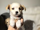 0 Numara Terrier Yavruları