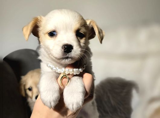 0 Numara Terrier Yavruları görsel