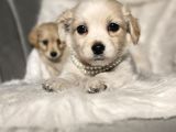 0 Numara Terrier Yavruları
