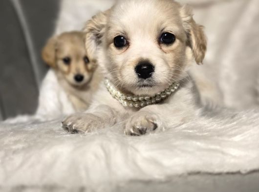 0 Numara Terrier Yavruları görsel
