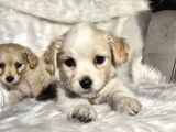 0 Numara Terrier Yavruları