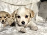 0 numara Terrier yavruları