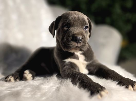Üst Kalite Siyah Ve Blue Cane Corso Yavrular