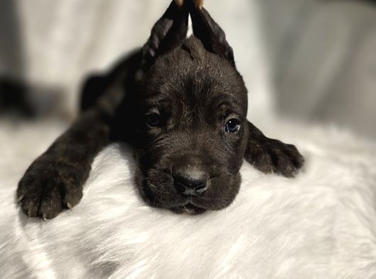 Üst Kalite Siyah Ve Blue Cane Corso Yavrular görsel