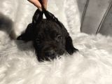 Üst Kalite Siyah Ve Blue Cane Corso Yavrular