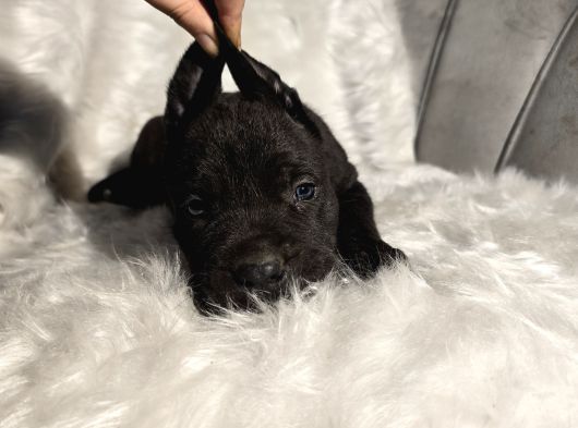 Üst Kalite Siyah Ve Blue Cane Corso Yavrular görsel