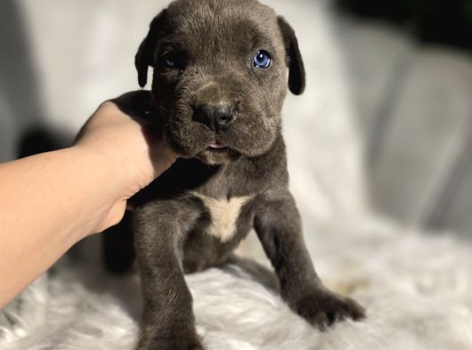 Üst Kalite Siyah Ve Blue Cane Corso Yavrular görsel