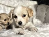 Çok Uyguna 0 Numara Terrier Yavrular