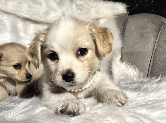 Çok Uyguna 0 Numara Terrier Yavrular görsel
