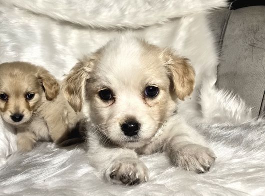 Çok Uyguna 0 Numara Terrier Yavrular