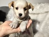 Çok Uyguna 0 Numara Terrier Yavrular