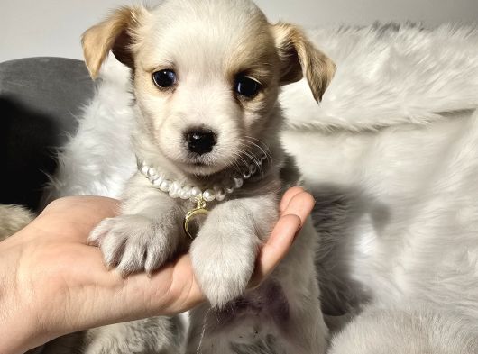 Çok Uyguna 0 Numara Terrier Yavrular görsel