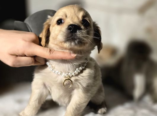 Çok Uyguna 0 Numara Terrier Yavrular görsel