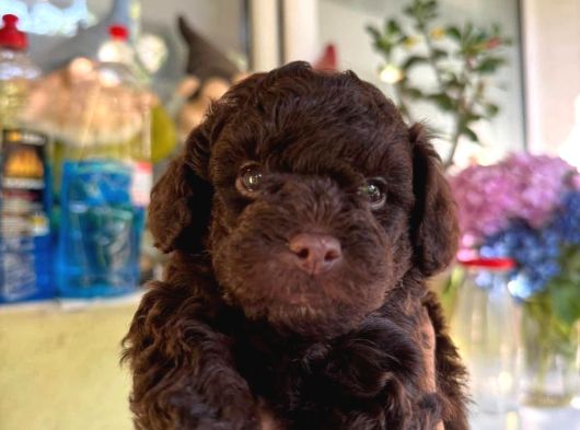 Eriyen Sevgi Dolu Çikolata Poodle
