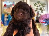 Eriyen Sevgi Dolu Çikolata Poodle