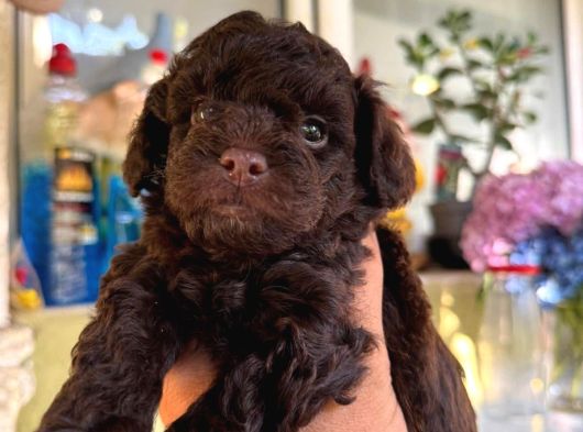 Eriyen Sevgi Dolu Çikolata Poodle görsel