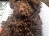 Eriyen Sevgi Dolu Çikolata Poodle