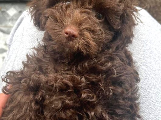 Eriyen Sevgi Dolu Çikolata Poodle görsel