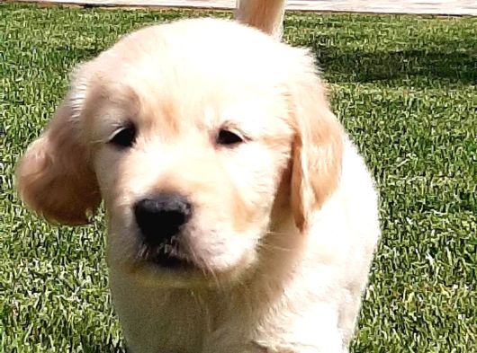 Golden Retriever Yavruları Istanbul