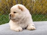 Pofuduk Chow Chow Bebekler