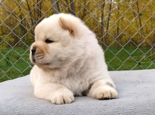 Pofuduk Chow Chow Bebekler görsel