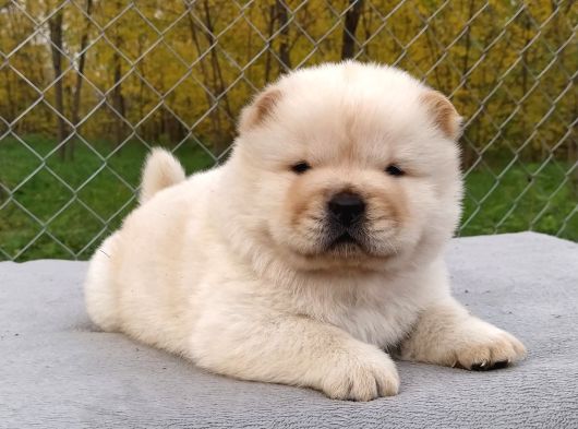 Pofuduk Chow Chow Bebekler