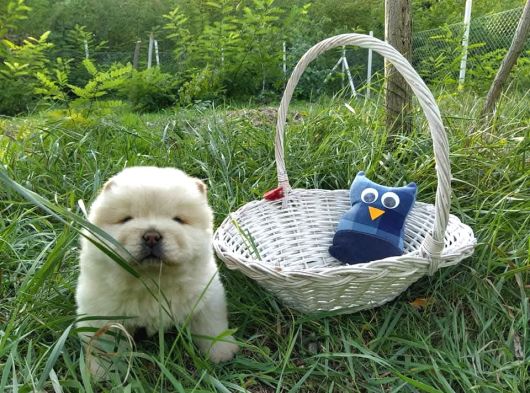 Chow Chow Bebekler
