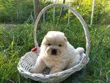 Chow Chow Bebekler