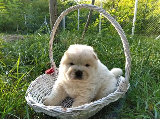 Chow Chow Bebekler görsel