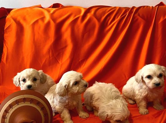 Ev Doğumu Maltipoo Yavrularımız görsel