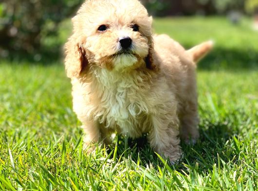 Ruhsatli̇ Çi̇fli̇kten Malti̇poo Yavrulari̇ Si̇zleri̇ Bekli̇yor görsel