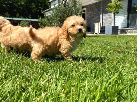 RUHSATLİ ÇİFLİKTEN MALTİPOO YAVRULARİ SİZLERİ BEKLİYOR