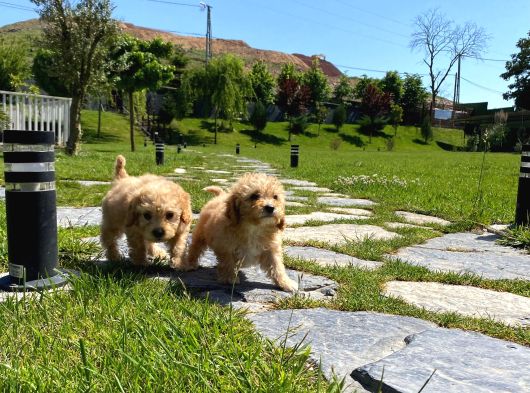 En Sevi̇mli̇ En Mutlu Malti̇poo Yavrulari̇ Si̇zleri̇ Bekli̇yor görsel