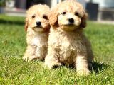 EN SEVİMLİ EN MUTLU MALTİPOO YAVRULARİ SİZLERİ BEKLİYOR