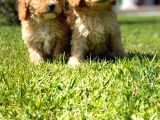 En Sevi̇mli̇ En Mutlu Malti̇poo Yavrulari̇ Si̇zleri̇ Bekli̇yor